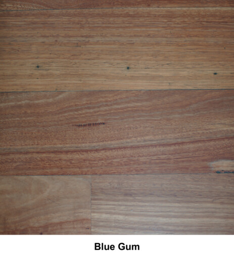 Blue Gum