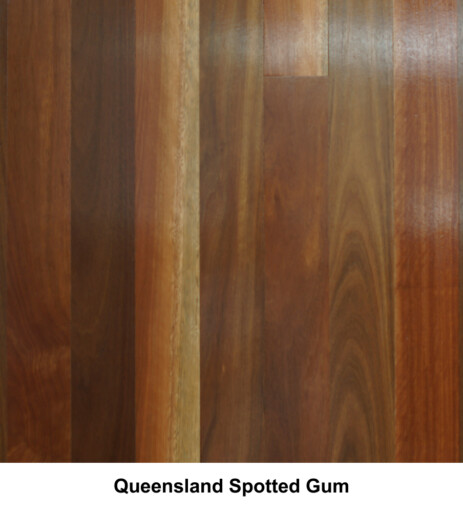 Queensland Spotted Gum