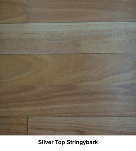Silver Top Stringybark