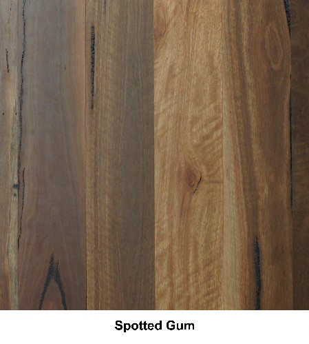Spotted Gum Feature Grade
